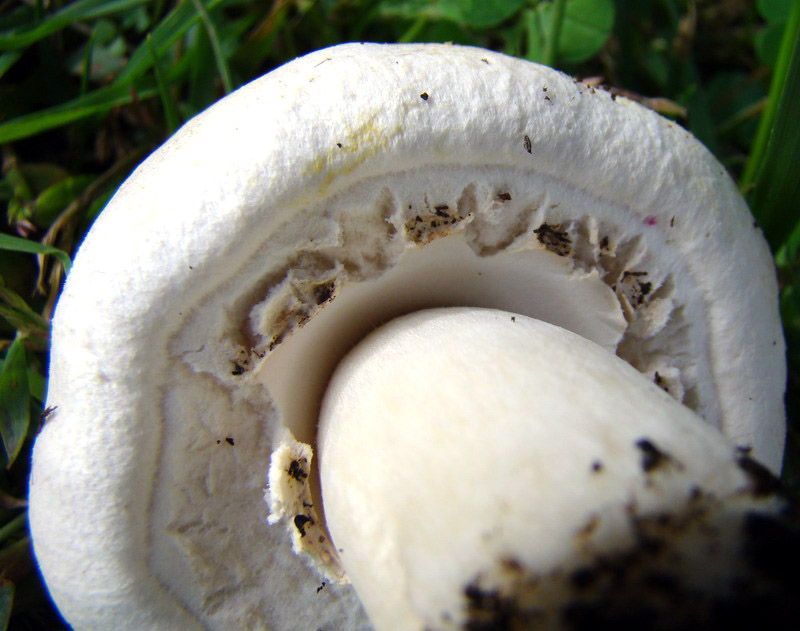 Agaricus arvensis ?